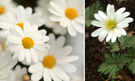 Fleurs blanches